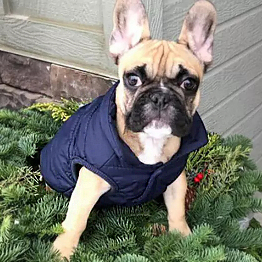 2 Layers Fleece Lined Warm Dog Jacket Winter Cold Weather Small Dog Coat - Picture 28 of 28