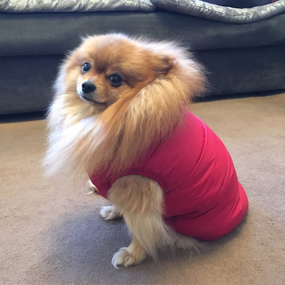 2 Layers Fleece Lined Warm Dog Jacket Winter Cold Weather Small Dog Coat - Picture 12 of 28